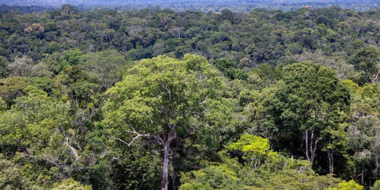 deutschland-gibt-eine-milliarde-euro-fuer-waldschutzfonds-tfff