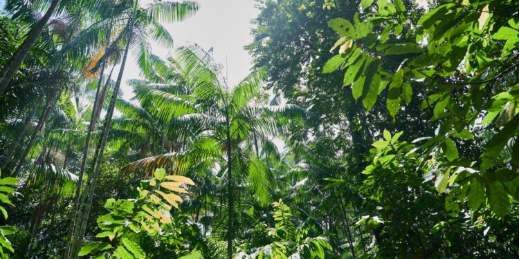 folgen-des-klimawandels:-wenn-es-dem-wald-zu-warm-wird