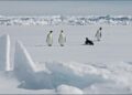 antarktis:-wie-der-klimawandel-kaiserpinguine-bedroht
