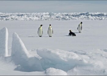 antarktis:-wie-der-klimawandel-kaiserpinguine-bedroht