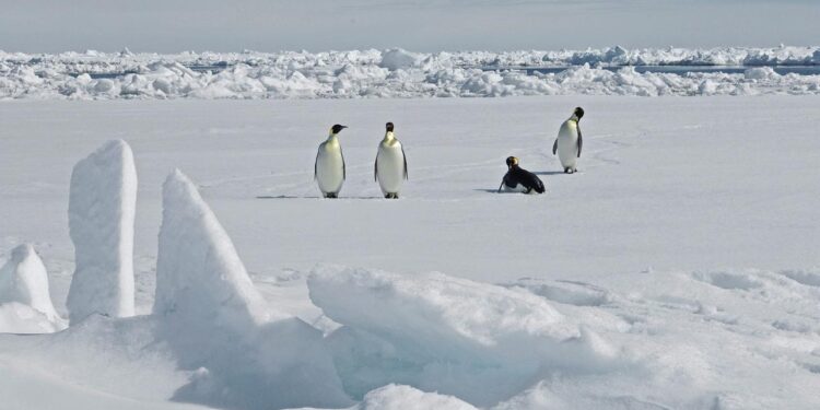 antarktis:-wie-der-klimawandel-kaiserpinguine-bedroht