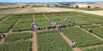 wie-wissenschaftler-die-feldfrucht-der-zukunft-suchen