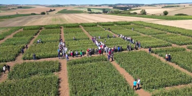 wie-wissenschaftler-die-feldfrucht-der-zukunft-suchen