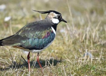landwirtschaft:-mehr-brachen,-mehr-arten