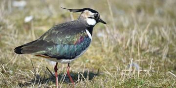 landwirtschaft:-mehr-brachen,-mehr-arten