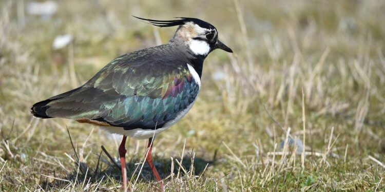 landwirtschaft:-mehr-brachen,-mehr-arten