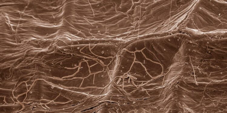 klimaschutz:-wurzelpilze-als-kohlenstoffspeicher