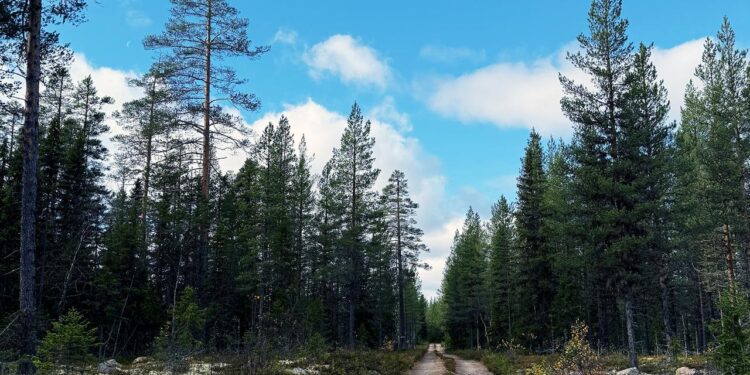 kahlschlag-in-schweden:-hunger-nach-holz-bedroht-naturwaelder