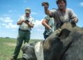 suedafrika-diskutiert-ueber-export-von-nashornhorn