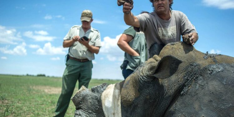 suedafrika-diskutiert-ueber-export-von-nashornhorn