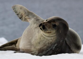 folgen-des-klimawandels:-das-schweigen-der-robben