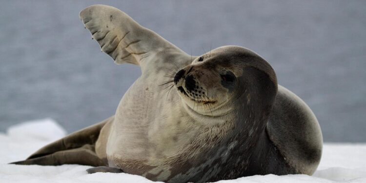 folgen-des-klimawandels:-das-schweigen-der-robben