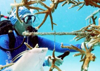 wie-wissenschaftler-versuchen,-das-riff-vor-florida-zu-retten