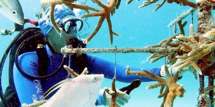 wie-wissenschaftler-versuchen,-das-riff-vor-florida-zu-retten