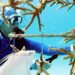 wie-wissenschaftler-versuchen,-das-riff-vor-florida-zu-retten