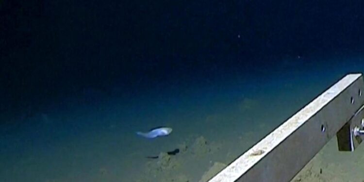 fisch-in-rekordtiefe-von-8336-metern-gesichtet