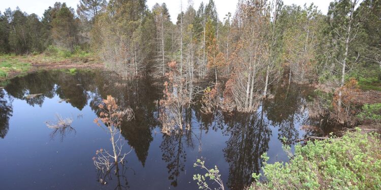 klimaschutz:-neues-moorforschungszentrum-in-bayern