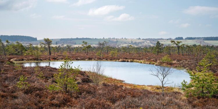 deshalb-sind-moore-so-wichtig-fuer-den-klimaschutz
