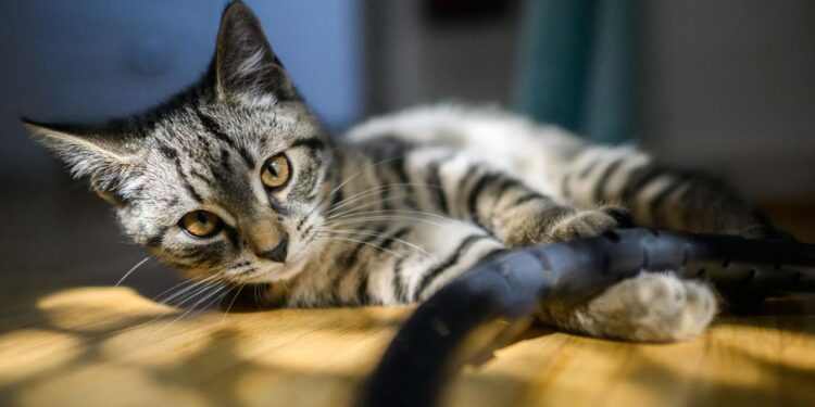 abstammung-von-haustieren:-hauskatze-kam-mit-den-roemern