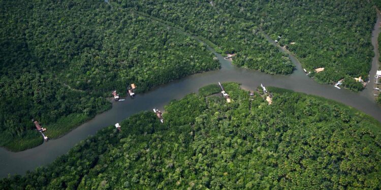 im-amazonasgebiet-soll-ki-den-regenwaldschutz-verbessern