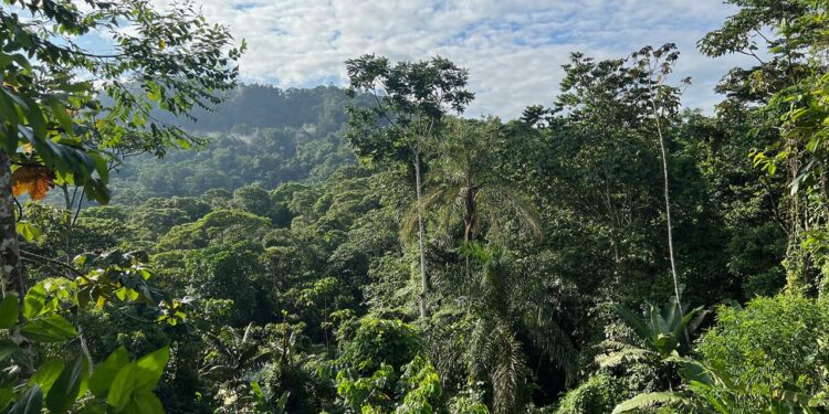 natuerliche-erholung-tropischer-waelder-braucht-jahrzehnte