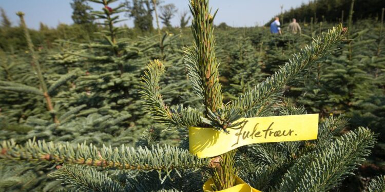wie-daenemark-zum-weltgroessten-weihnachtsbaum-exporteur-wurde