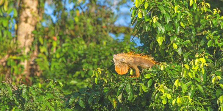 wissenschaftler-erforschen-reptilien-im-regenwald