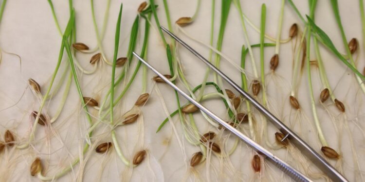 eu-einigt-sich-auf-lockerungen-fuer-gentechnisch-veraenderte-lebensmittel