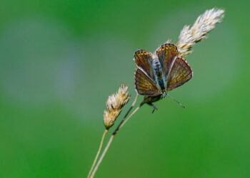 ki-kann-artenforschung-unterstuetzen