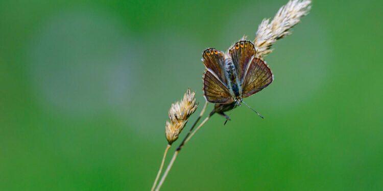 ki-kann-artenforschung-unterstuetzen