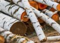 wie-sanktioniertes-russisches-holz-ueber-china-in-die-eu-gelangt