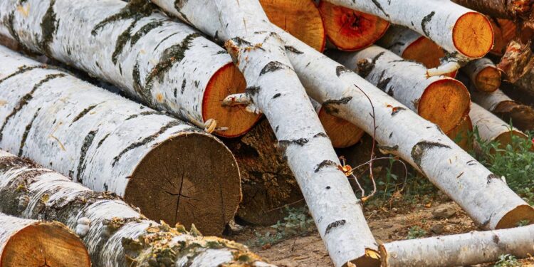 wie-sanktioniertes-russisches-holz-ueber-china-in-die-eu-gelangt