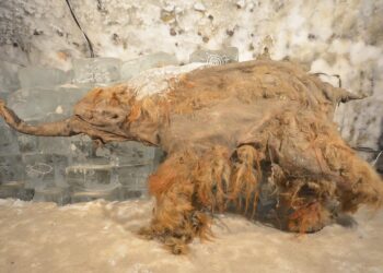 forschende-gewinnen-uralte-rna-aus-mammut