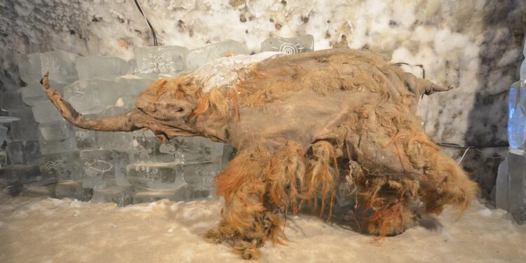 forschende-gewinnen-uralte-rna-aus-mammut