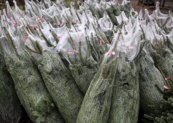 wie-umweltfreundlich-ist-der-weihnachtsbaum-wirklich?