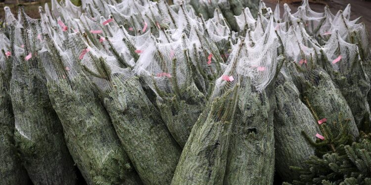 wie-umweltfreundlich-ist-der-weihnachtsbaum-wirklich?