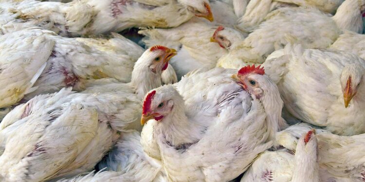 massentierhaltung-fuer-den-profit