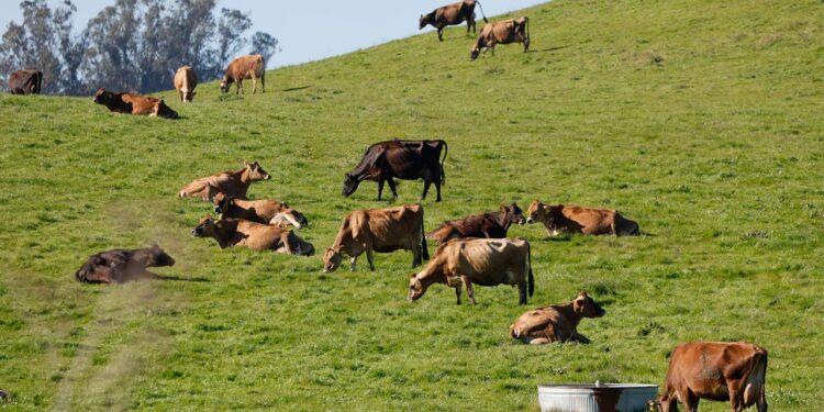 mercosur-abkommen:-eu-parlament-stimmt-fuer-schutzklauseln-fuer-bauern