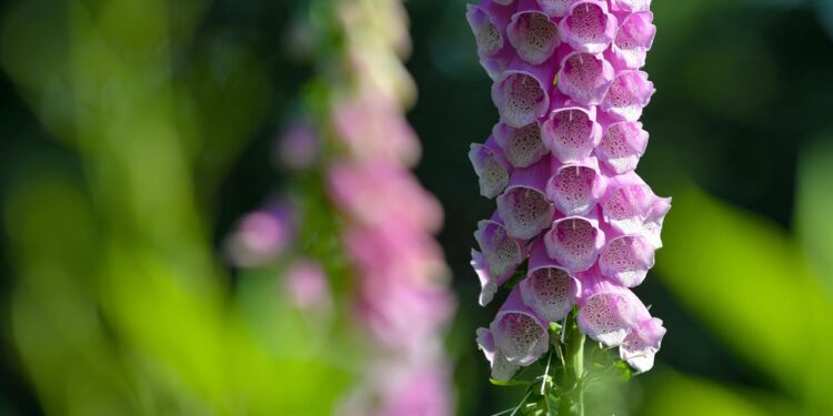 herzschwaeche:-comeback-fuer-ein-uraltes-medikament-aus-der-natur