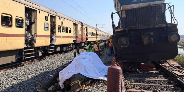 sieben-elefanten-bei-zugunglueck-in-indien-getoetet