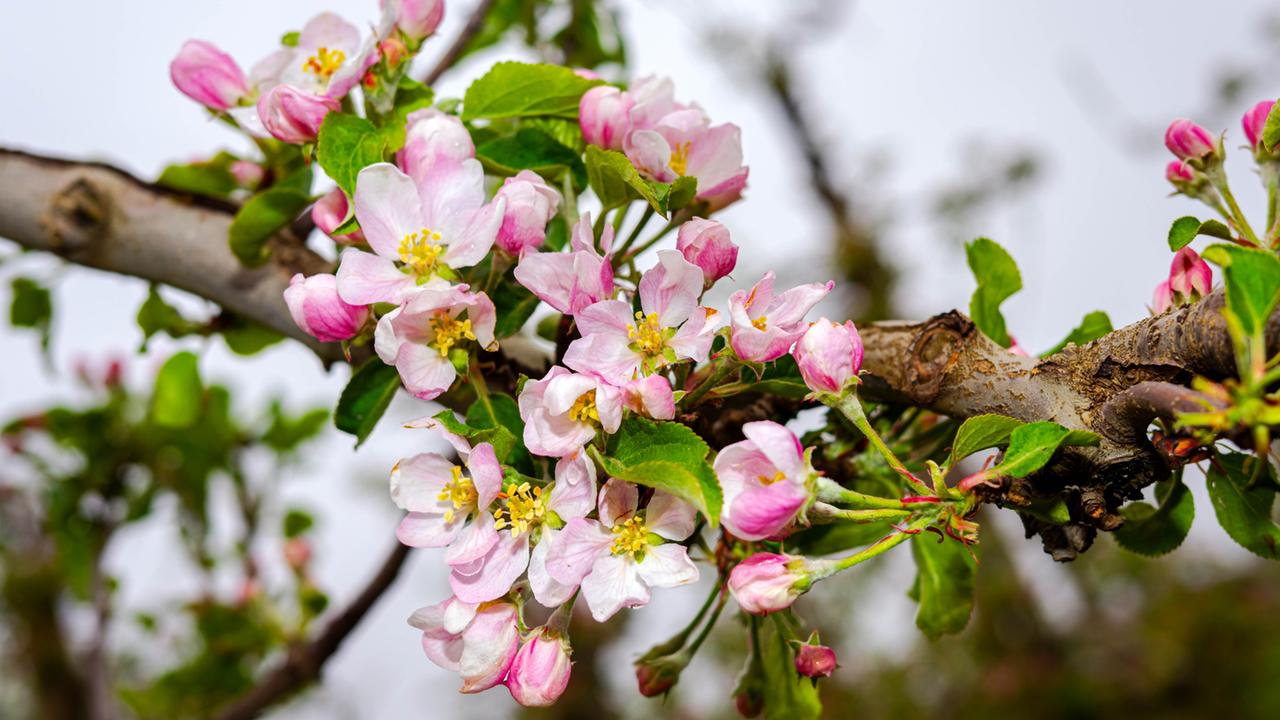 buergerforschungsprojekt:-apfelbaeume-bluehen-immer-frueher