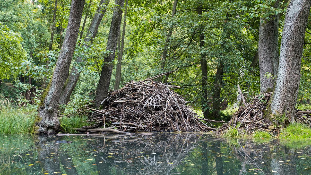 tiere-als-architekten-der-natur:-wieso-das-auch-fuer-uns-wichtig-ist