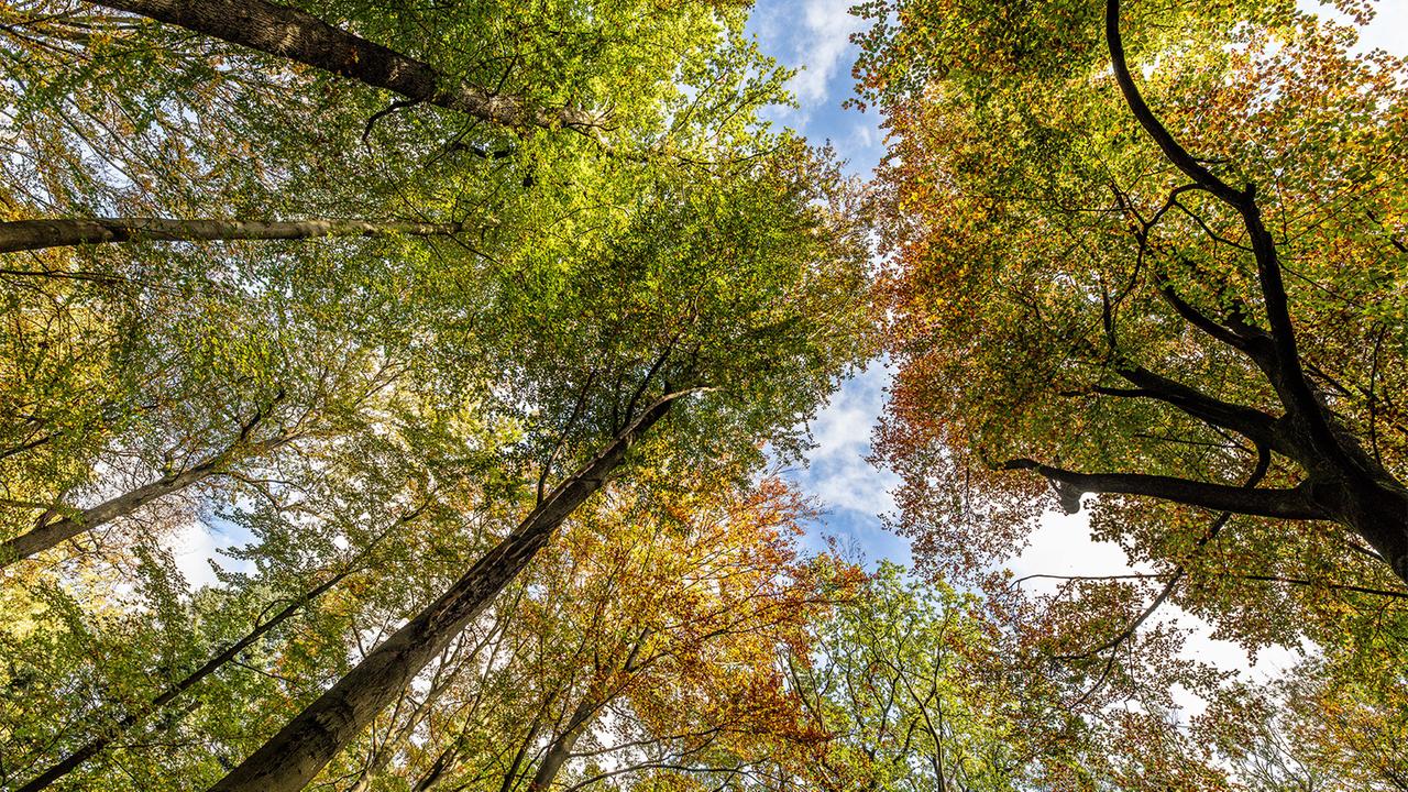 deutschlands-waelder:-vom-klimahelfer-zum-neuen-problembereich