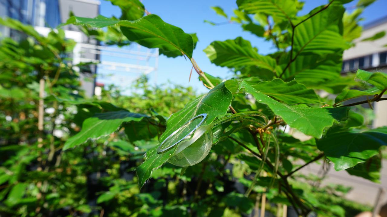 baeume-im-klimawandel:-mit-sensoren-den-wald-erforschen