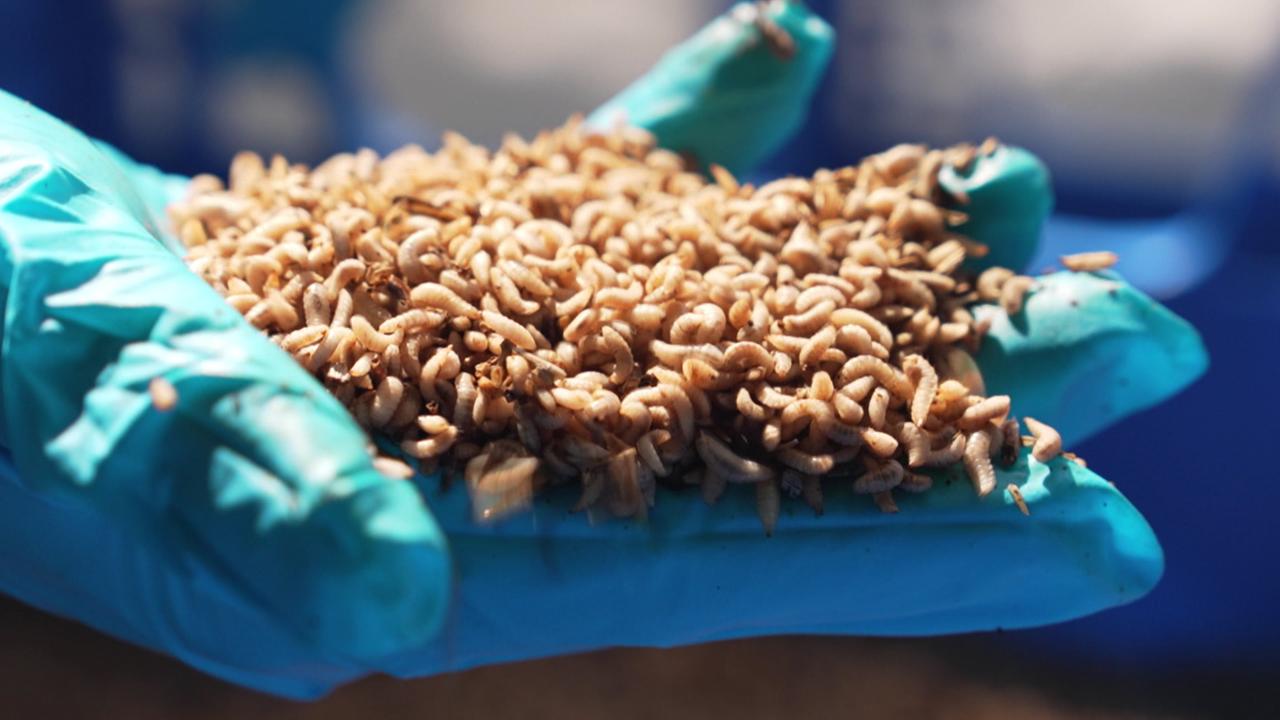 forschungsteam-recycelt-biomuell-mithilfe-von-insektenlarven