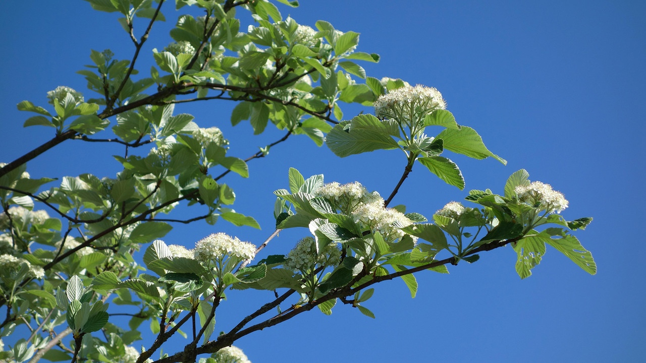 echte-mehlbeere-ist-baum-des-jahres