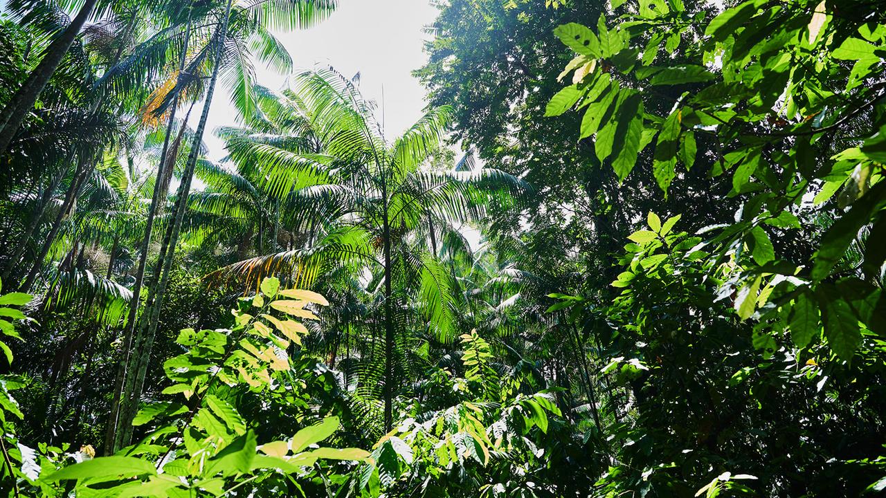 brasilien-stellt-plaene-fuer-tfff-vor-–-milliardenfonds-fuer-den-regenwald