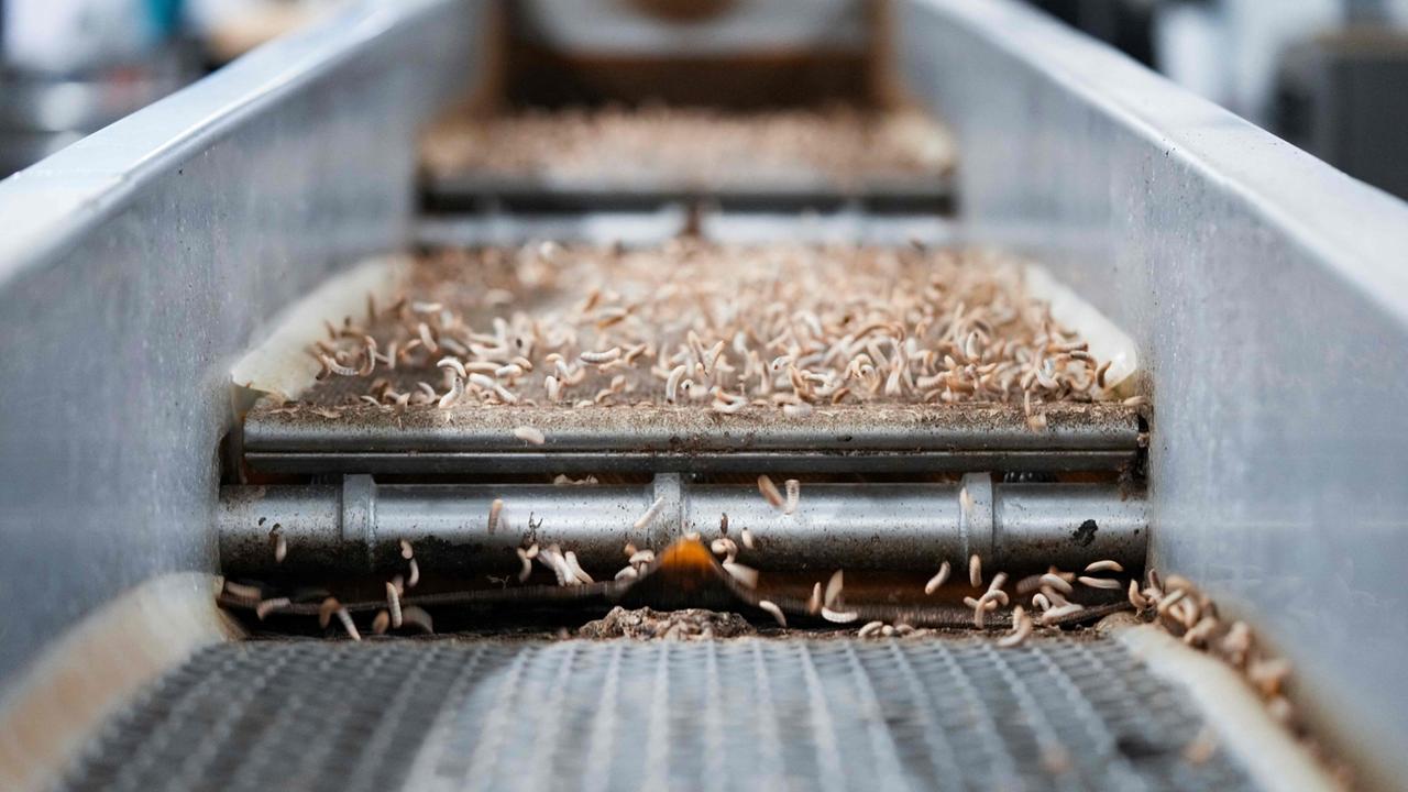 mit-larvenmehl-gegen-den-klimawandel