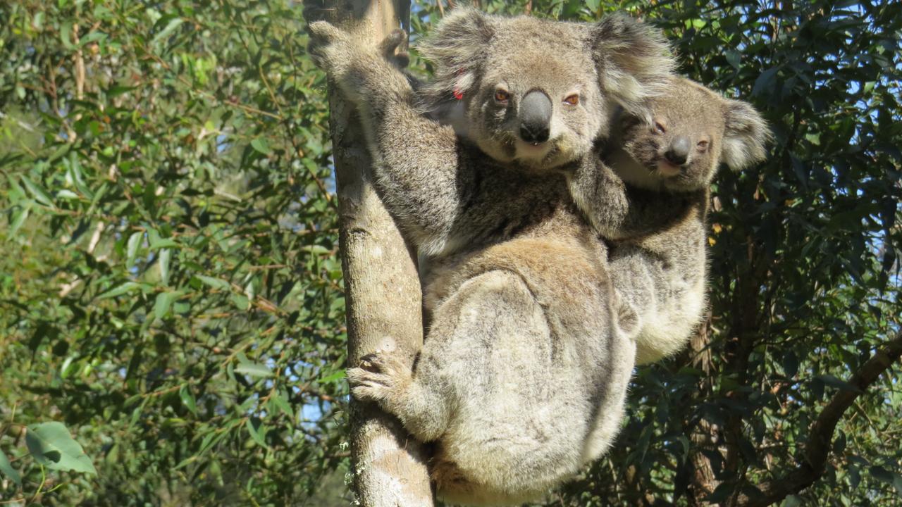 gruene-wall-street-in-australien:-bonussystem-fuer-mehr-biodiversitaet