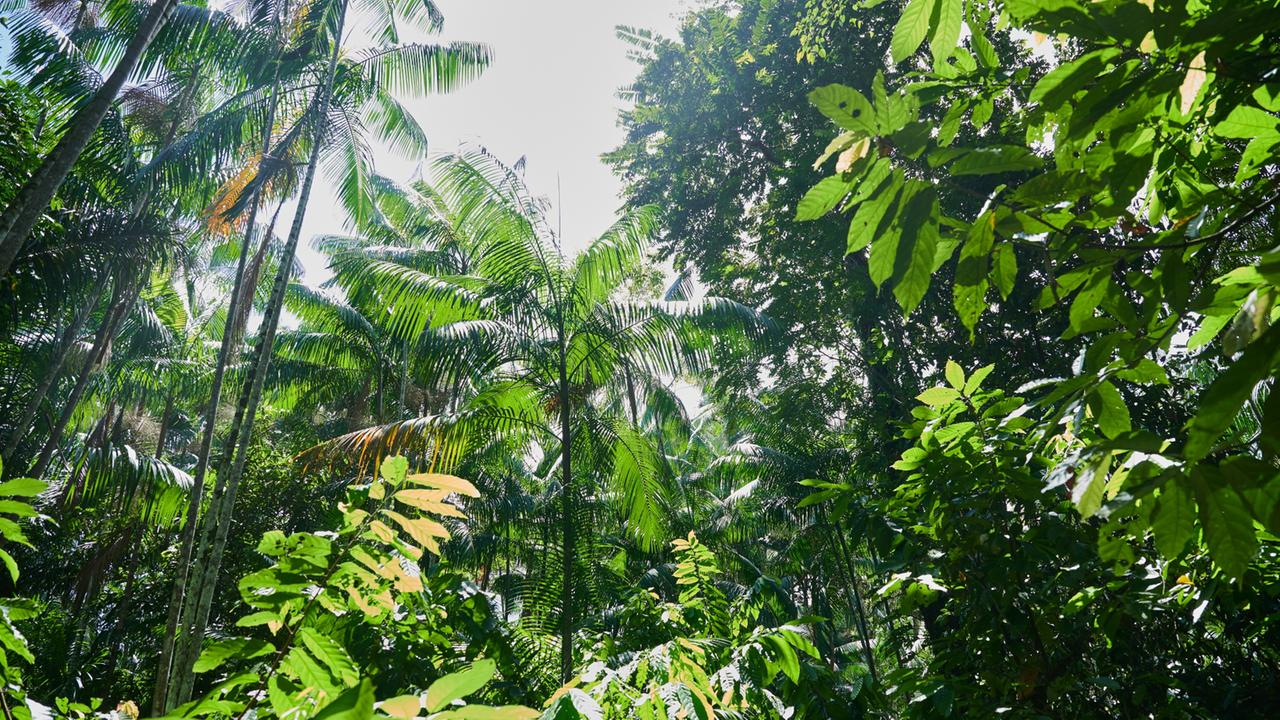 folgen-des-klimawandels:-wenn-es-dem-wald-zu-warm-wird